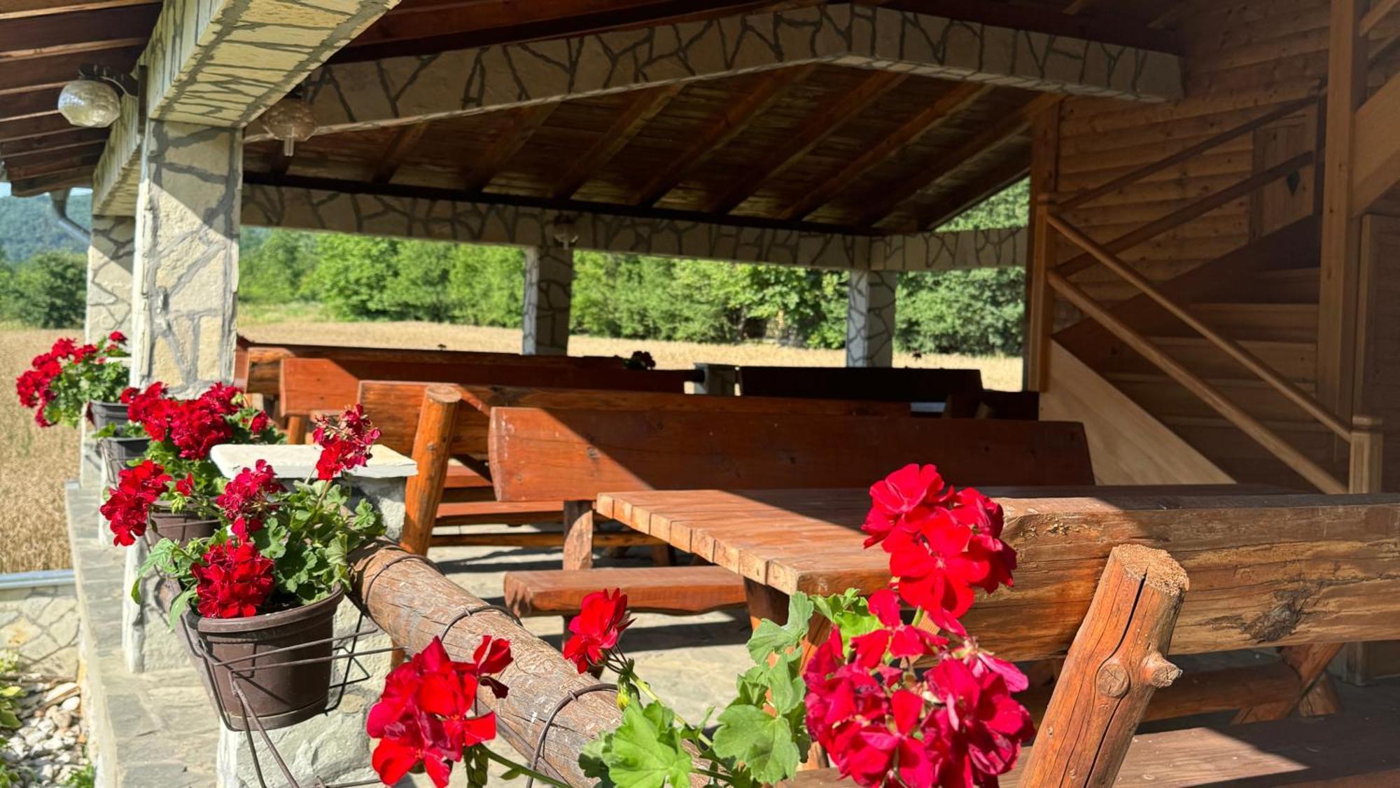 ديسبوتوفاتس Forest Camp المظهر الخارجي الصورة